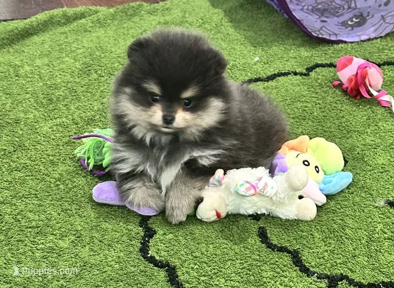 Stella – Pomeranian puppy for sale in Lyons, GA