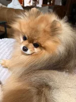 Sharmel, a male Pomeranian for sale in Lyons, GA – 3 of 3