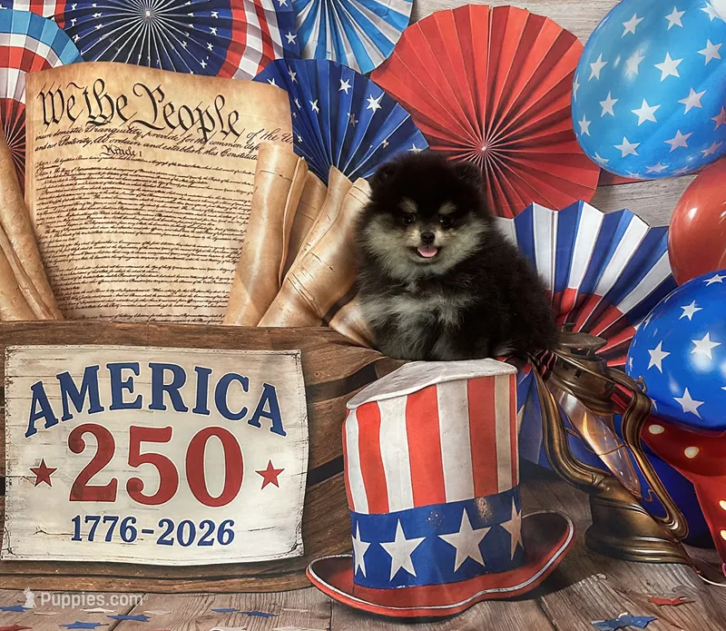 Stella – Pomeranian puppy for sale in Lyons, GA
