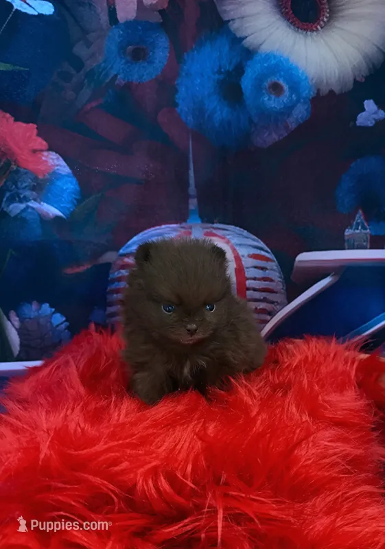 Rudy – Pomeranian puppy for sale in Lyons, GA