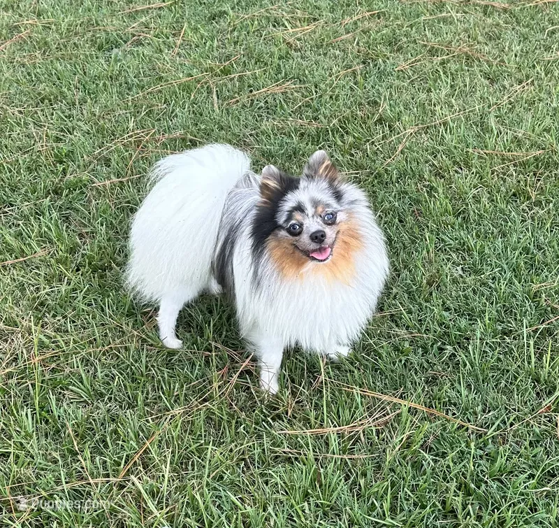 Jango – Pomeranian puppy for sale in Lyons, GA