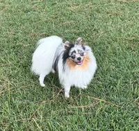 Jango, a male Pomeranian for sale in Lyons, GA – 1 of 4