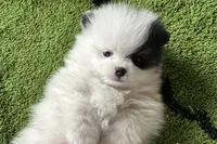 Riker , a male Pomeranian for sale in Lyons, GA – 4 of 8