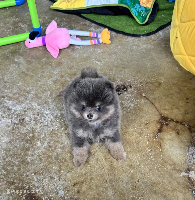 Lanie – Pomeranian puppy for sale in Lyons, GA