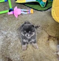 Lanie, a female Pomeranian for sale in Lyons, GA – 1 of 9