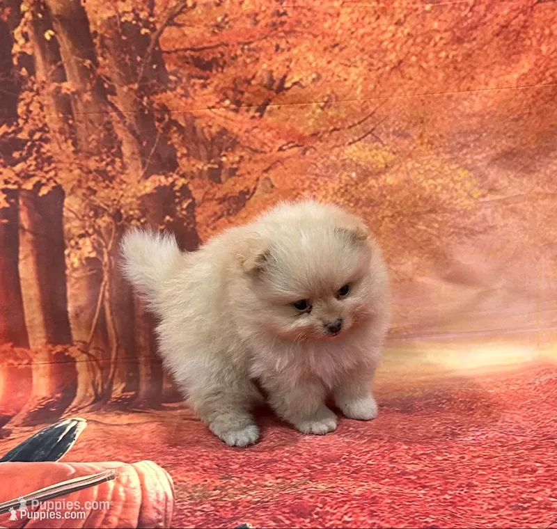 Ike – Pomeranian puppy for sale in Lyons, GA