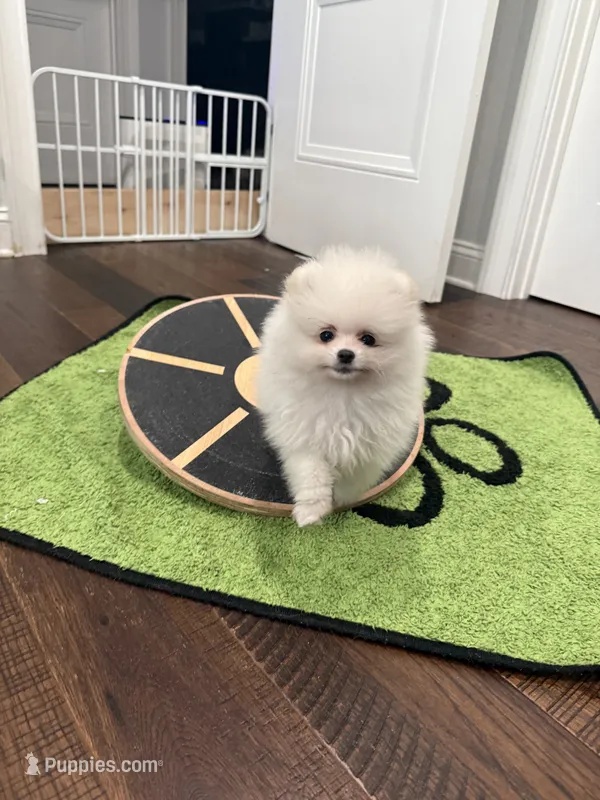 Cooper – Pomeranian puppy for sale in Lyons, GA