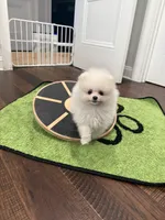 Cooper, a male Pomeranian for sale in Lyons, GA – 2 of 8