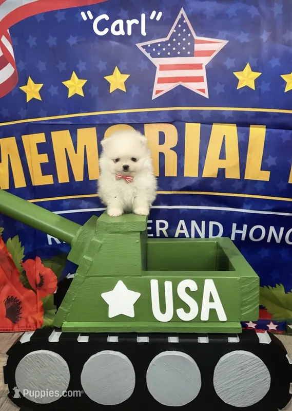 Carl – Pomeranian puppy for sale in Lyons, GA