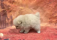 Ike, a male Pomeranian for sale in Lyons, GA – 5 of 5