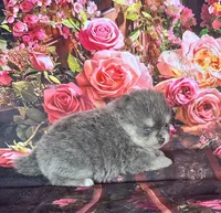 Sabrina , a female Pomeranian for sale in Lyons, GA – 6 of 10