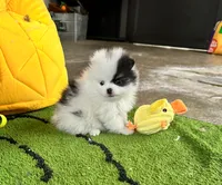 Riker , a male Pomeranian for sale in Lyons, GA – 5 of 8