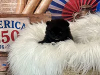 Yoda, a male Pomeranian for sale in Lyons, GA – 2 of 7