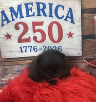 Yoda, a male Pomeranian for sale in Lyons, GA – 3 of 7