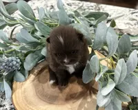 River , a male Pomeranian for sale in Lyons, GA – 5 of 5