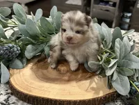 Bodhi, a male Pomeranian for sale in Lyons, GA – 3 of 4