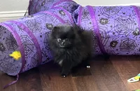 Reid, a male Pomeranian for sale in Lyons, GA – 4 of 10