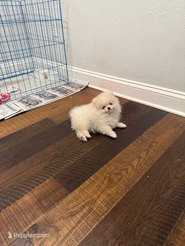 Carl – Pomeranian puppy for sale in Lyons, GA