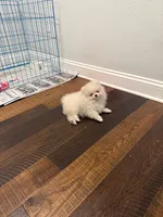 Carl, a male Pomeranian for sale in Lyons, GA – 3 of 10