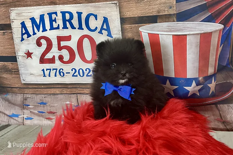 Huck – Pomeranian puppy for sale in Lyons, GA
