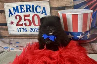 Huck, a male Pomeranian for sale in Lyons, GA – 1 of 6