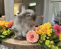 Evie Grace, a female Pomeranian for sale in Lyons, GA – 3 of 4