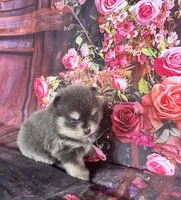Stella, a female Pomeranian for sale in Lyons, GA – 8 of 10