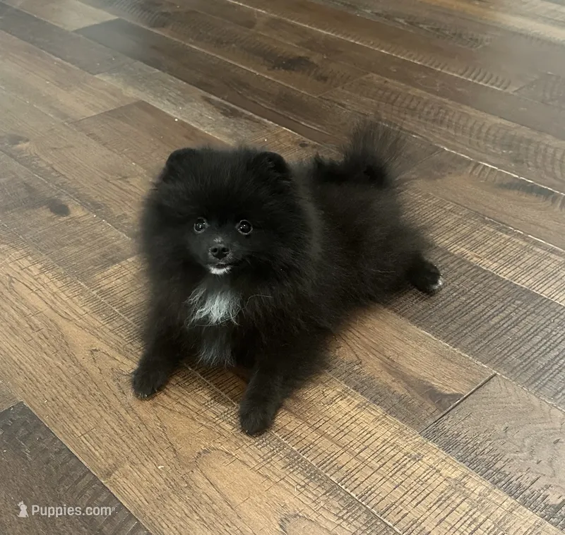 Huck – Pomeranian puppy for sale in Lyons, GA