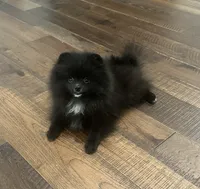 Huck, a male Pomeranian for sale in Lyons, GA – 2 of 10