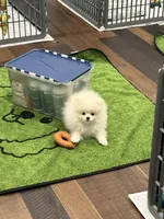Carl, a male Pomeranian for sale in Lyons, GA – 2 of 10