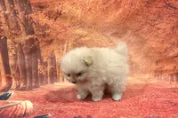 Ike, a male Pomeranian for sale in Lyons, GA – 2 of 5