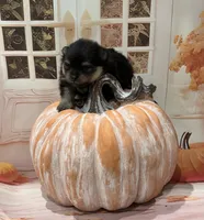 Iggy , a male Pomeranian for sale in Lyons, GA – 3 of 5
