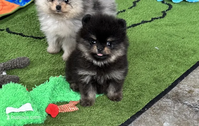Lexie – Pomeranian puppy for sale in Lyons, GA