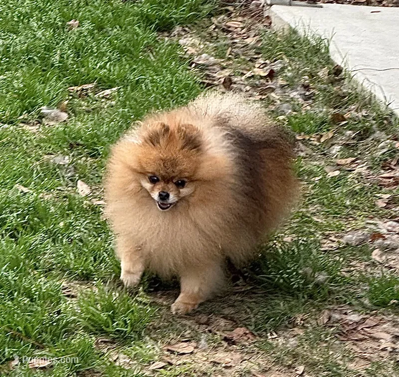 Sharmel – Pomeranian puppy for sale in Lyons, GA