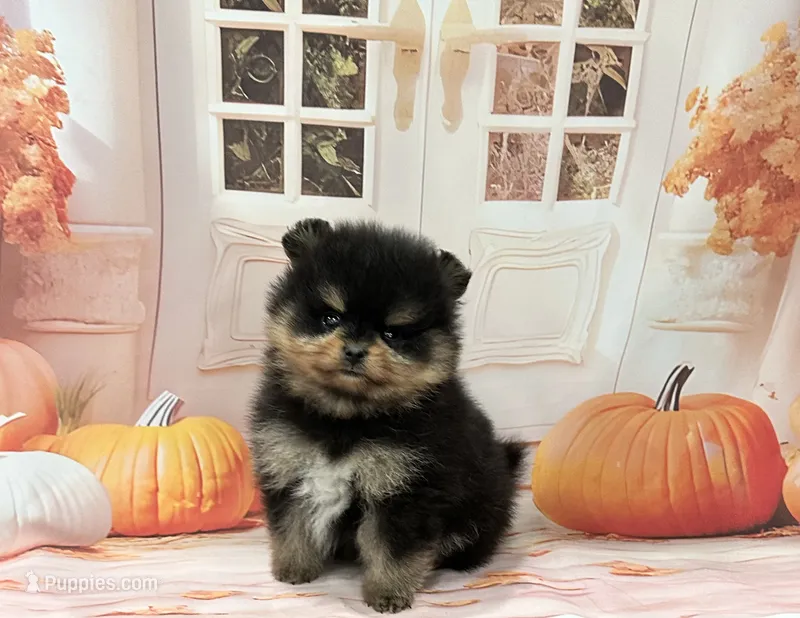 Isaac – Pomeranian puppy for sale in Lyons, GA