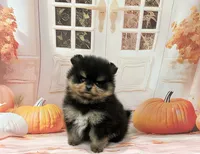 Isaac, a male Pomeranian for sale in Lyons, GA – 1 of 5