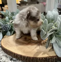 Bodhi, a male Pomeranian for sale in Lyons, GA – 4 of 4