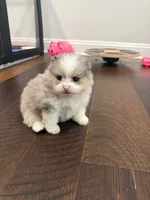 Jingles, a male Pomeranian for sale in Lyons, GA – Photo 4 of 4