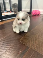 Jingles, a male Pomeranian for sale in Lyons, GA – Photo 3 of 4