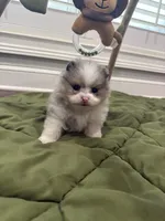 Jingles, a male Pomeranian for sale in Lyons, GA – Photo 2 of 4