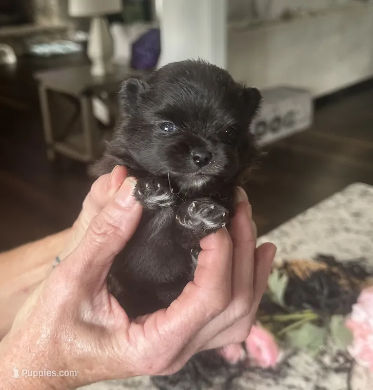 Wren – Pomeranian puppy for sale in Lyons, GA