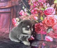 Stella, a female Pomeranian for sale in Lyons, GA – 7 of 10