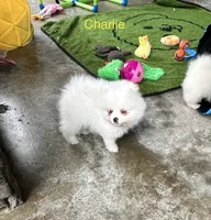Charlie, a male Pomeranian for sale in Lyons, GA – 3 of 7