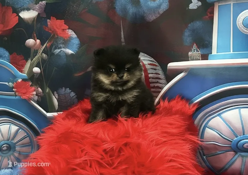 Lexie – Pomeranian puppy for sale in Lyons, GA