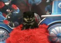 Lexie, a female Pomeranian for sale in Lyons, GA – 3 of 8