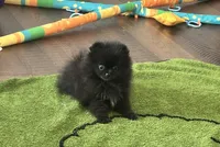 Reid, a male Pomeranian for sale in Lyons, GA – 6 of 10
