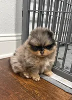 Gretchen, a female Pomeranian for sale in Lyons, GA – Photo 2 of 4