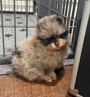 Gretchen, a female Pomeranian for sale in Lyons, GA – Photo 1 of 4