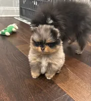 Gretchen, a female Pomeranian for sale in Lyons, GA – Photo 4 of 4