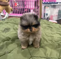 Gretchen, a female Pomeranian for sale in Lyons, GA – Photo 3 of 4